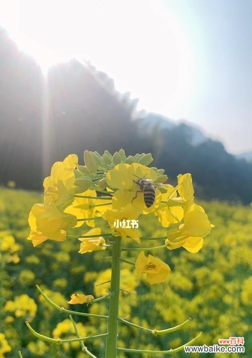 盛开在大地上的金黄海洋 油菜花
