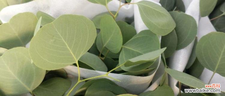 尤加利叶花语的意义和传承 尤加利叶花语——勇敢和治愈的象征