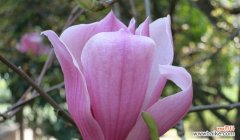 一朵代表勇气和优雅的花朵 玉兰花