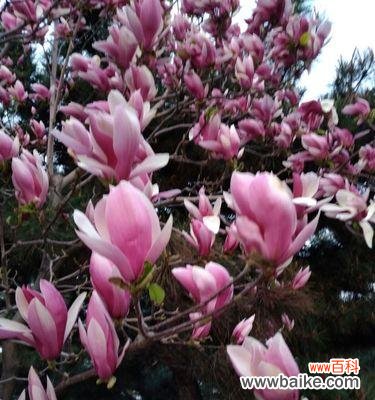 一朵代表勇气和优雅的花朵 玉兰花