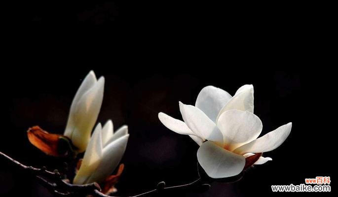 白玉兰花的美丽与纯洁 玉兰花的寓意与象征——幸福与永恒