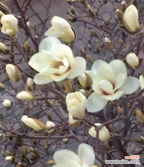 白玉兰花的美丽与纯洁 玉兰花的寓意与象征——幸福与永恒