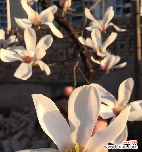 探寻玉兰花的内涵,品味花朵的哲学之美 玉兰花的寓意与象征