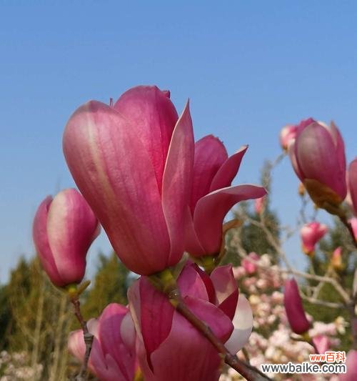 探寻玉兰花的内涵,品味花朵的哲学之美 玉兰花的寓意与象征