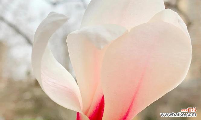 探寻玉兰花的内涵,品味花朵的哲学之美 玉兰花的寓意与象征