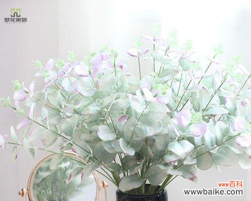 揭秘尤加利花语的象征与传承 尤加利花语的神秘意义