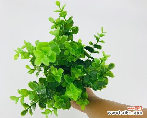 揭秘尤加利花语的象征与传承 尤加利花语的神秘意义