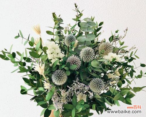 揭秘尤加利花语的象征与传承 尤加利花语的神秘意义