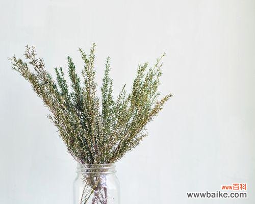 探索尤加利的花语，传达祝福与带来清新气息 尤加利的花语