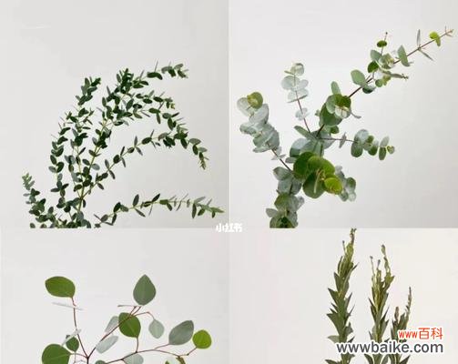 探索尤加利的花语，传达祝福与带来清新气息 尤加利的花语