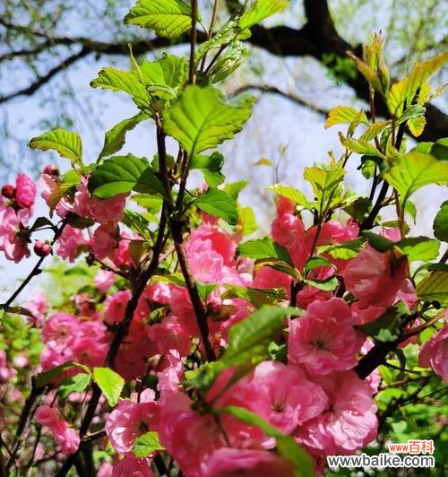 榆叶梅花语的深刻内涵和历史意义 榆叶梅花语之美——寓意和传承