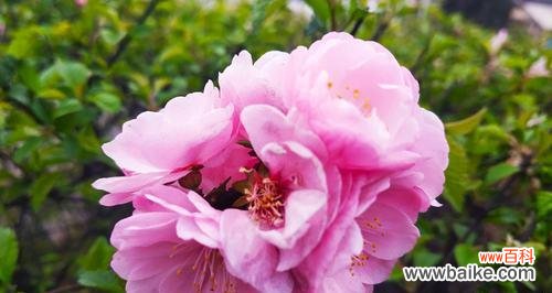 榆叶梅花语的深刻内涵和历史意义 榆叶梅花语之美——寓意和传承