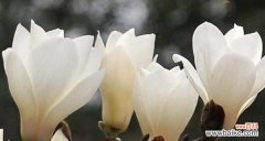 探寻玉兰花的花语及其意义 玉兰花