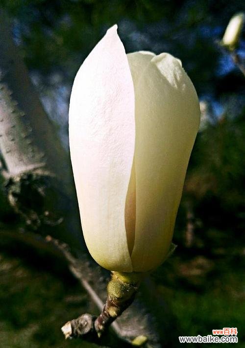 解读玉兰花的美丽与象征 玉兰花的花语与寓意