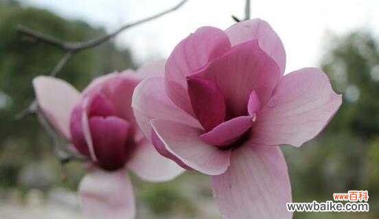 揭秘玉兰花的花语和传说,探寻其背后的深意 玉兰花