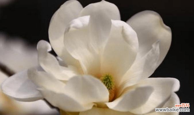 探寻玉兰花的意义与象征 玉兰花