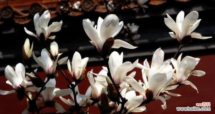 美丽的玉兰花寓意及其文化传承 玉兰花