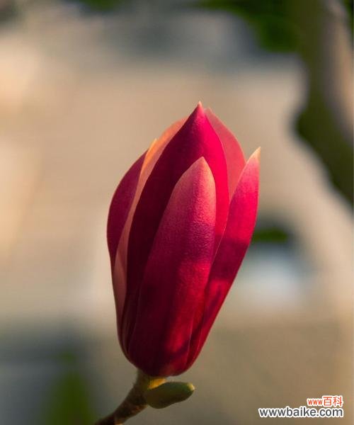 玉兰花的花语与寓意解析，展现其独特魅力 玉兰花的象征意义——坚强、纯洁与优雅