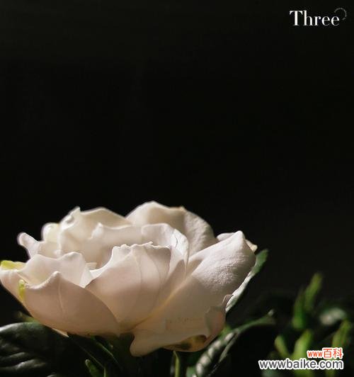 探索栀子花在文化中的重要性与多样性 栀子花语的含义及象征