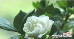 探究栀子花的象征意义与传说 栀子花的美丽与寓意