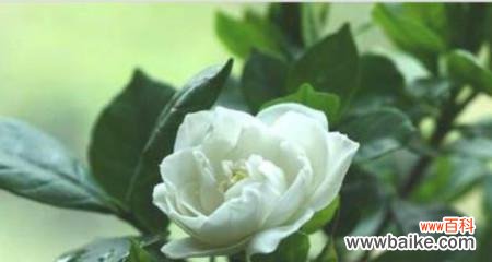 探究栀子花的象征意义与传说 栀子花的美丽与寓意