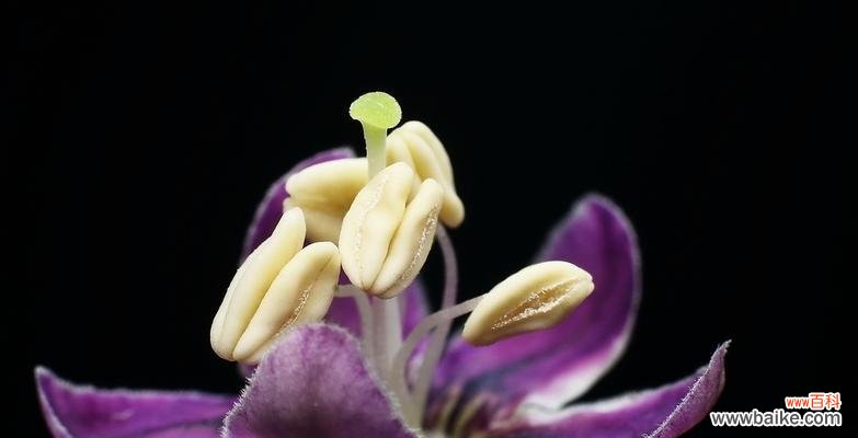 枸杞花语是什么 枸杞的花语和传说