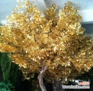 探寻榕树的花语与传统文化 榕树之魅