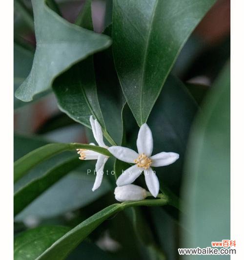 探寻橘子花象征的美好与意义 橘子花