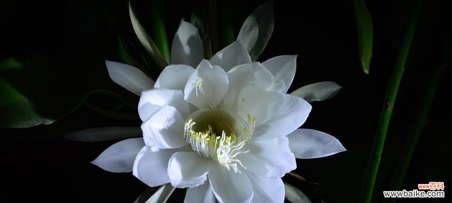 昙花开 昙花开的预兆和象征意义