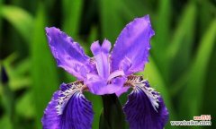 探寻鸢尾花的隐含花语 鸢尾花的花语与意义