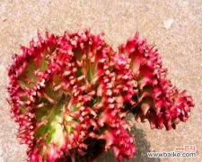 揭秘麒麟掌的神秘象征及其寓意 麒麟掌的花语及寓意