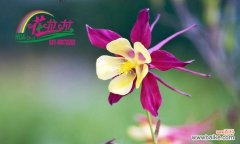 耧斗菜的美丽与神秘 耧斗菜的花语与寓意