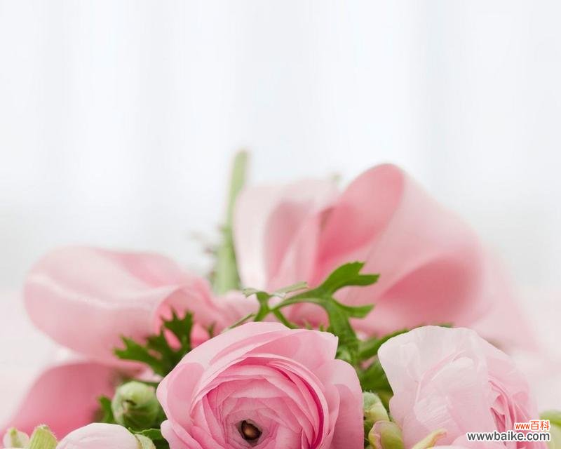 粉色玫瑰花送给男友有何含义？粉色玫瑰花语有何特别之处？