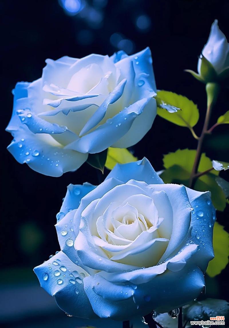 十朵冰蓝玫瑰传达的花语是什么？