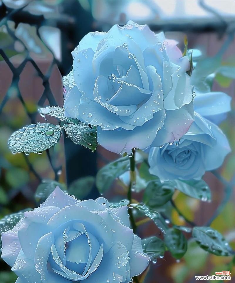 十朵冰蓝玫瑰传达的花语是什么？