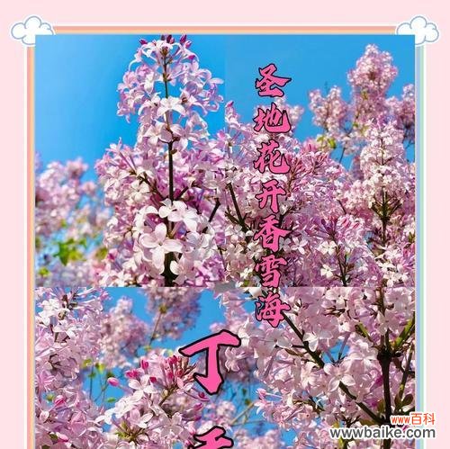 丁香花的花语与哪些诗句相关联?