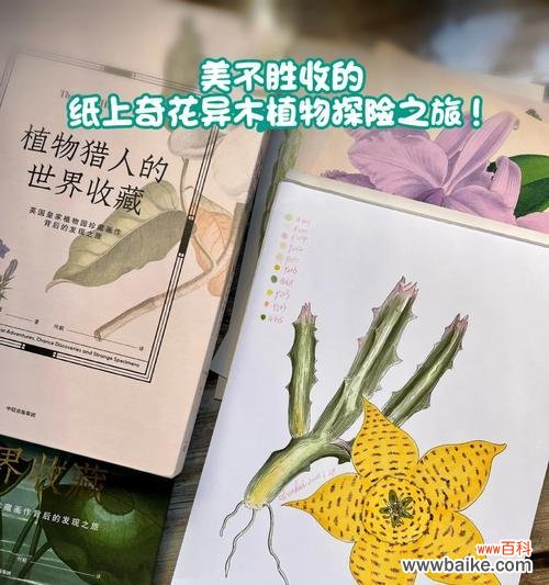 宋梦舞蹈的花语有何深意？