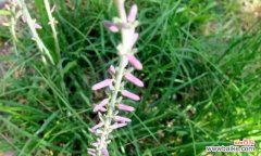 宋梦舞蹈的花语有何深意？