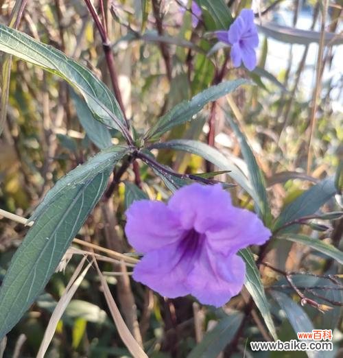 花子鼓兰花的花语有何特别之处？它代表什么意义？