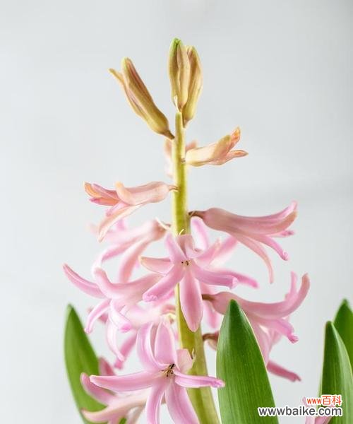 花子鼓兰花的花语有何特别之处？它代表什么意义？