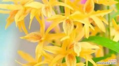 手工石斛兰花的花语是什么？它有何特别含义？