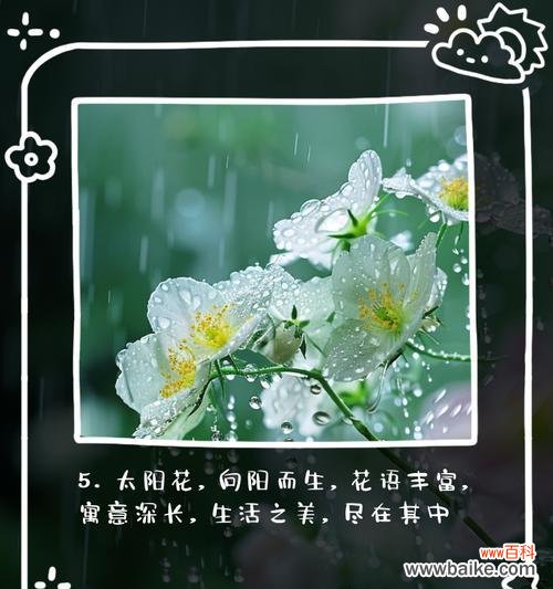 哪种花的花语表达了长久？
