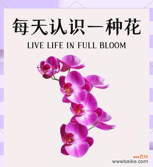 蝴蝶兰象征的花语含义是什么?