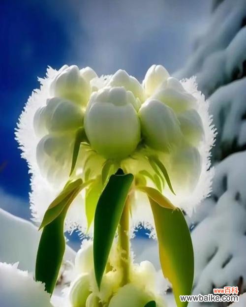 逢雪山的花语是什么意思？逢雪山花语有何寓意？