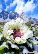 逢雪山的花语是什么意思？逢雪山花语有何寓意？
