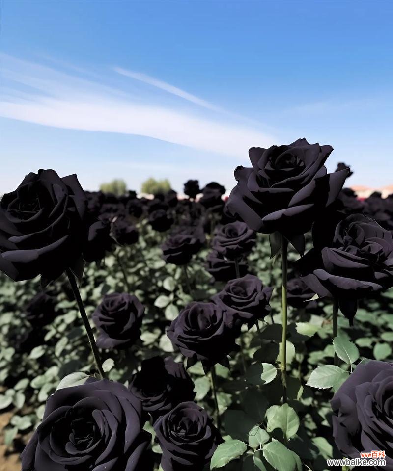 黑色恋人花语是什么？它象征着什么？