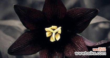 黑色恋人花语是什么？它象征着什么？