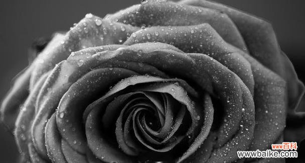 黑色恋人花语是什么？它象征着什么？