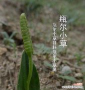 小草的花语有哪些含义？