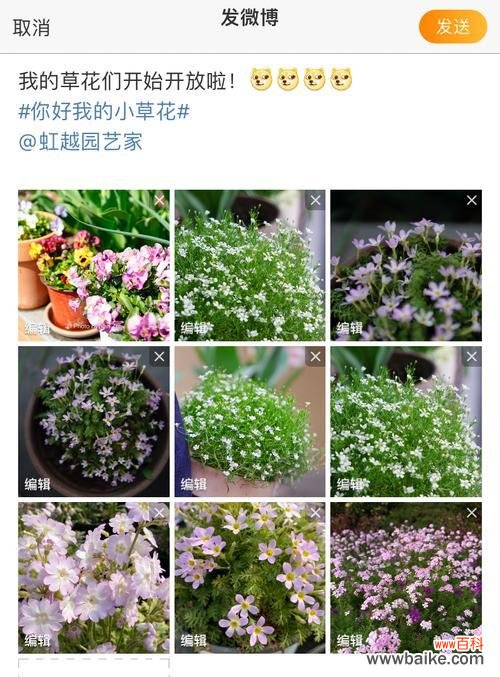 小草的花语有哪些含义？